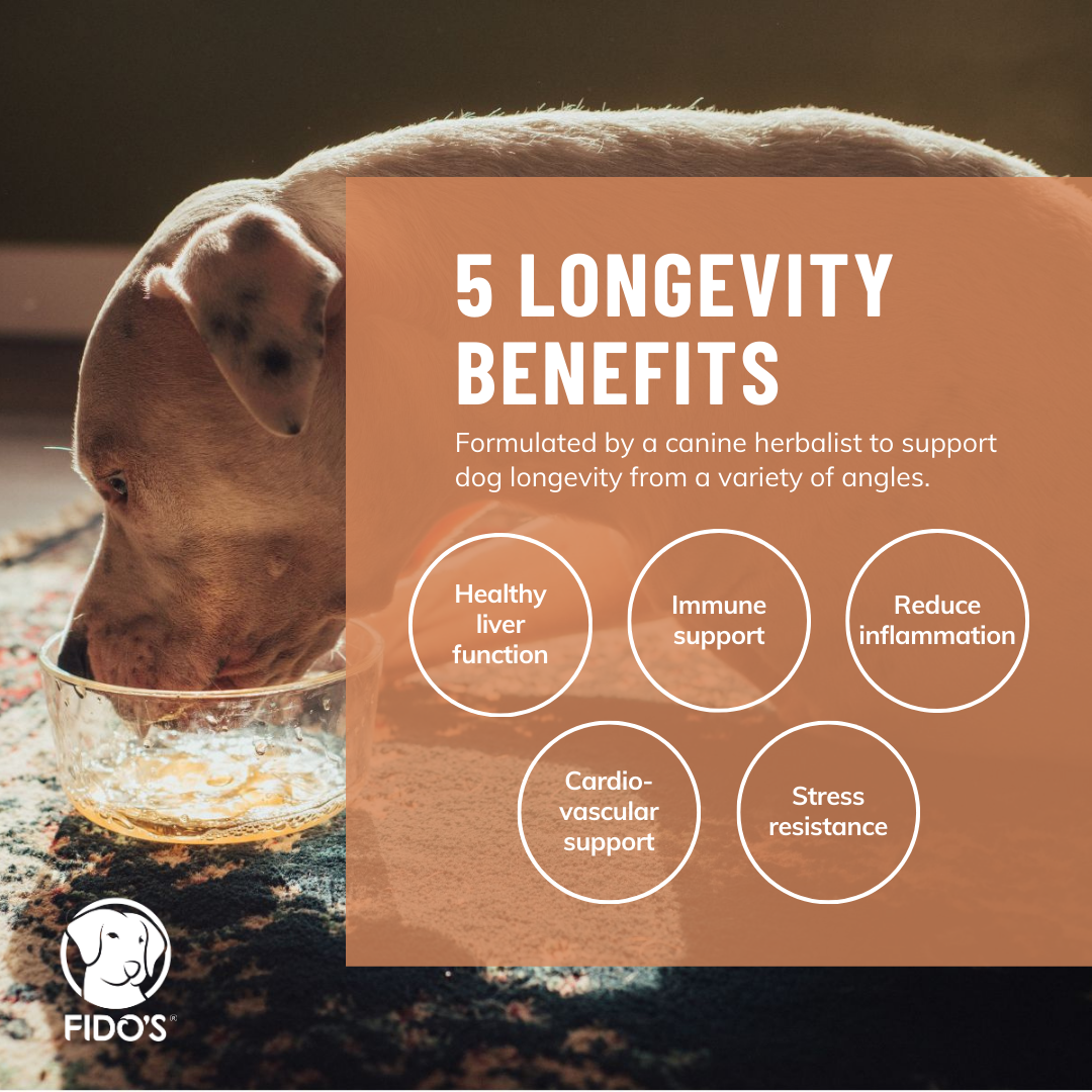 Longevity Beef Bone Broth - Powder