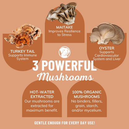 Longevity Beef Bone Broth - Powder